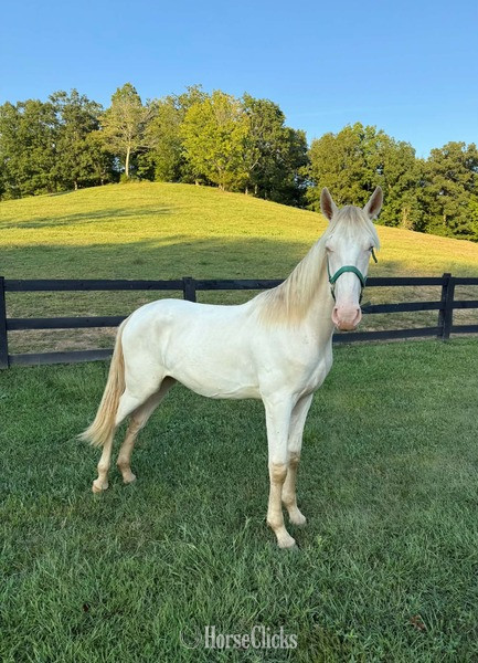 Kentucky "Stratus" Perlino Colt Rocky Mountain