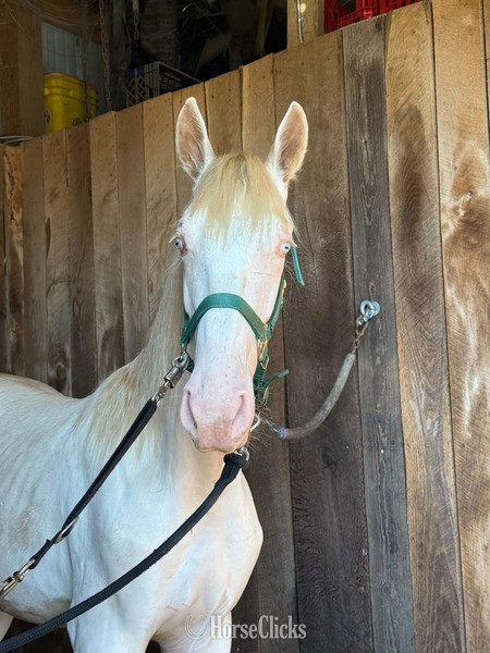 "Stratus" Perlino Colt Rocky Mountain - Rocky Mountain in Kentucky
