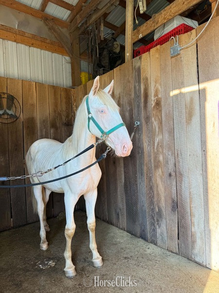 "Stratus" Perlino Colt Rocky Mountain - Rocky Mountain