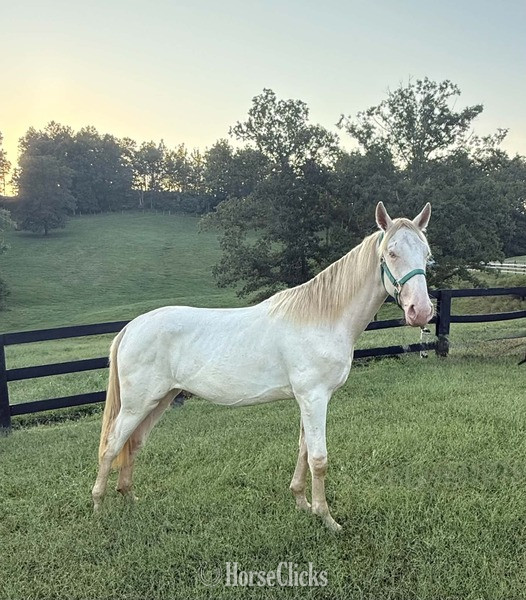 "Stratus" Perlino Colt Rocky Mountain Kentucky