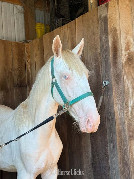 Rocky Mountain - "Stratus" Perlino Colt Rocky Mountain in Kentucky
