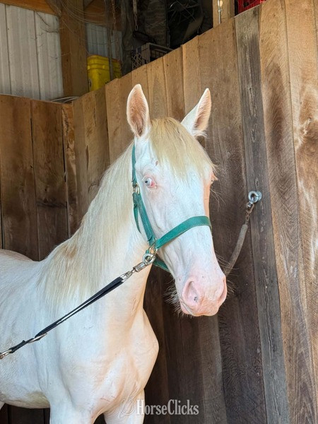 Rocky Mountain - "Stratus" Perlino Colt Rocky Mountain