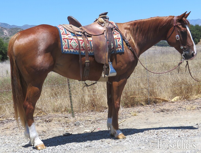 "JOSHUA" Sorrel Gelding Quarter Horse in California