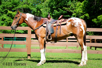 "BIG CHIEF" Bay Gelding Appaloosa