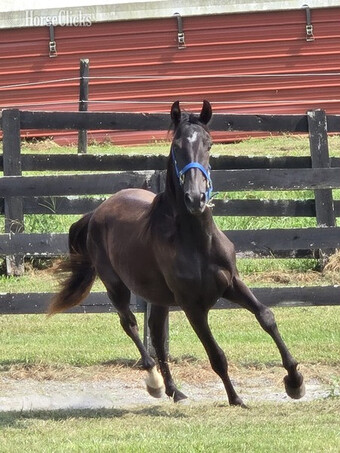 "FVFS Elijah " Black Gelding Rocky Mountain