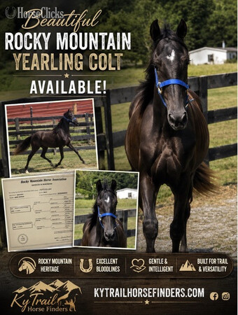 "FVFS Elijah " Black Gelding Rocky Mountain