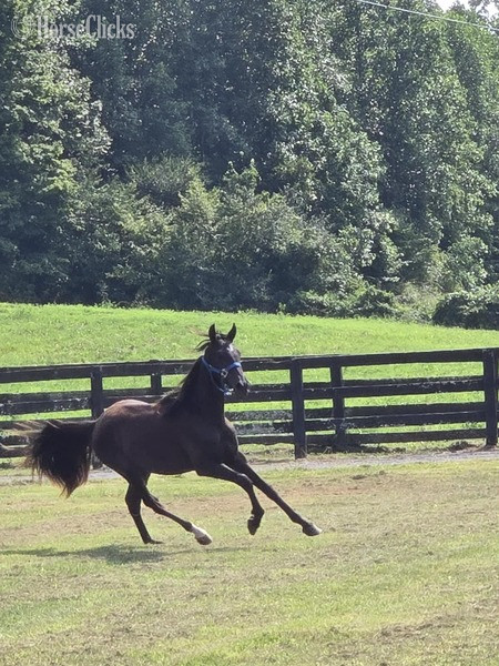 "FVFS Elijah " Black Gelding Rocky Mountain