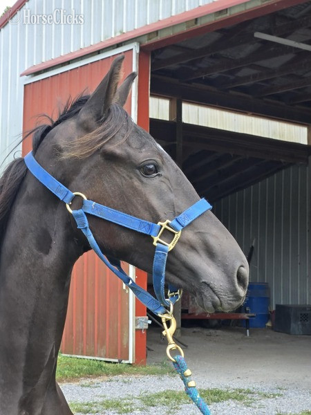 "FVFS Elijah " Black Gelding Rocky Mountain - Rocky Mountain in Kentucky