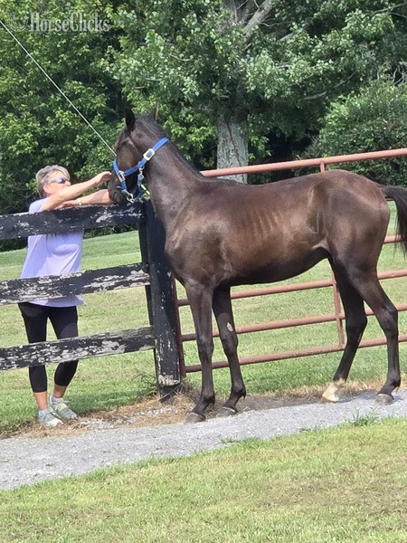 "FVFS Elijah " Black Gelding Rocky Mountain - Rocky Mountain