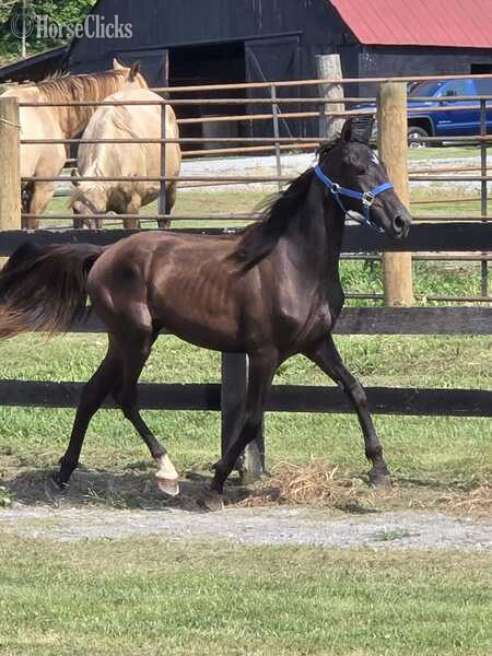Rocky Mountain - "FVFS Elijah " Black Gelding Rocky Mountain in Kentucky