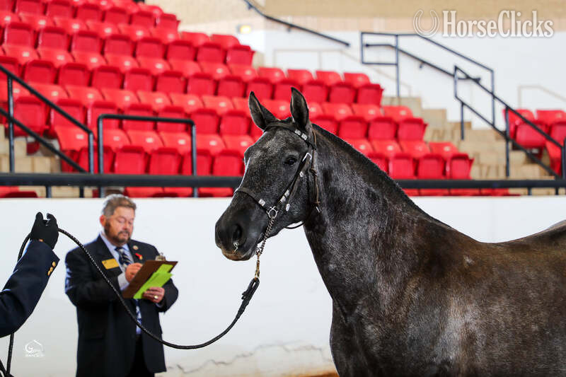 "Luna de Oro II" Grey Mare Andalusian in Texas