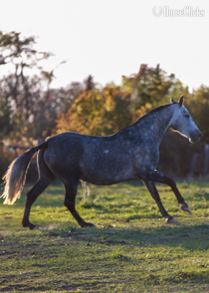 "Luna de Oro II" Grey Mare Andalusian