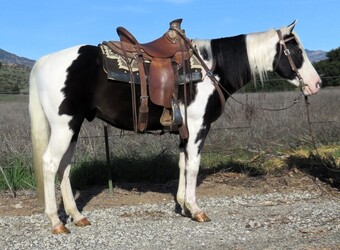 "SPLASH" Black Gelding Paint