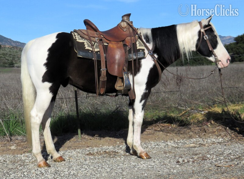 "SPLASH" Black Gelding Paint in California