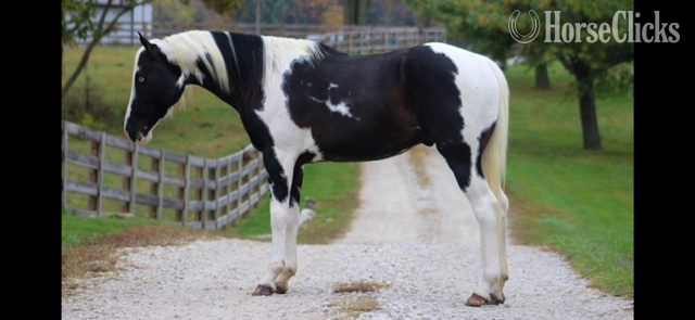 "SPLASH" Black Gelding Paint