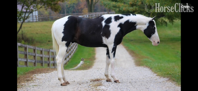California "SPLASH" Black Gelding Paint