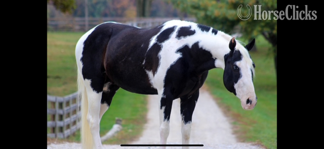 "SPLASH" Black Gelding Paint - Paint in California