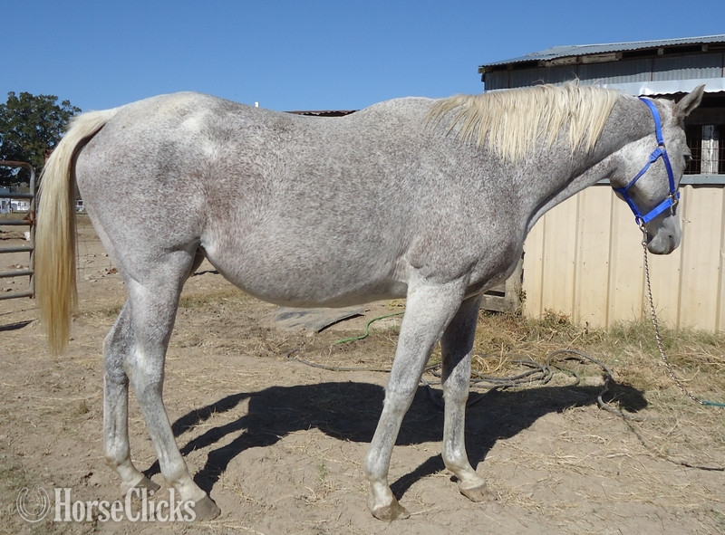 Louisiana "JAYCOR PASS" Grey Broodmare Thoroughbred