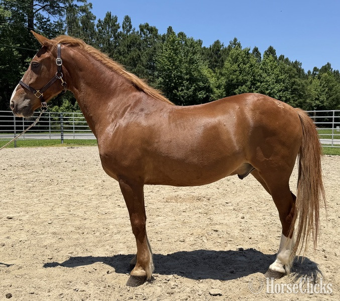 "Sorrel" Sorrel Gelding Draft in North Carolina