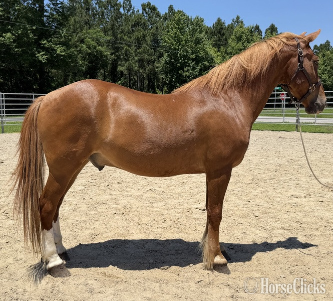 "Sorrel" Sorrel Gelding Draft