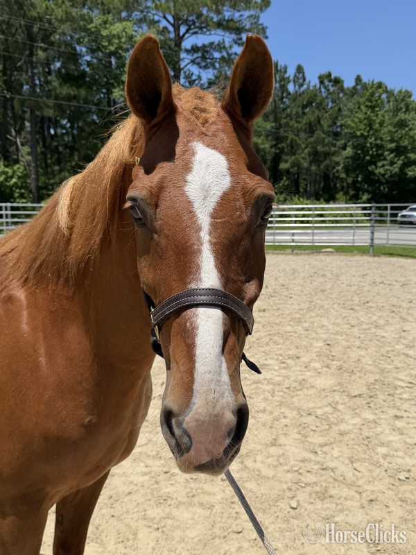 North Carolina "Sorrel" Sorrel Gelding Draft