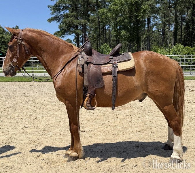 "Sorrel" Sorrel Gelding Draft - Draft in North Carolina