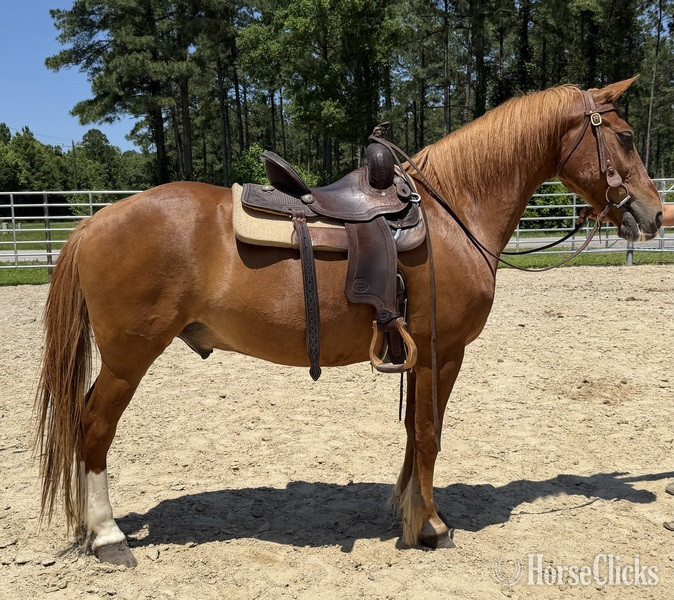 "Sorrel" Sorrel Gelding Draft - Draft