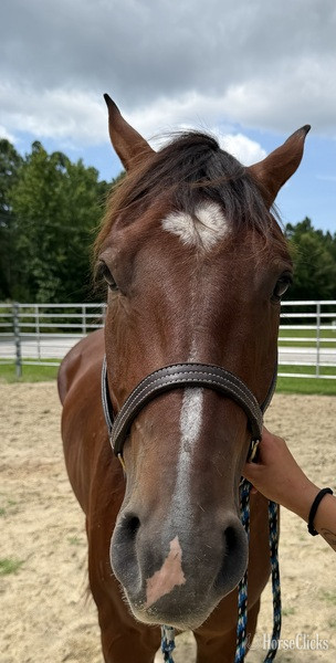 North Carolina "Bay" Bay Gelding Quarter Horse