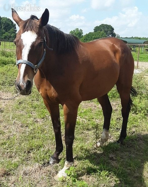 "LITTLE BUTTERCUP" Bay Mare Thoroughbred in Louisiana