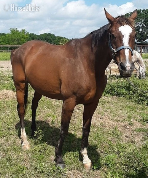 "LITTLE BUTTERCUP" Bay Mare Thoroughbred
