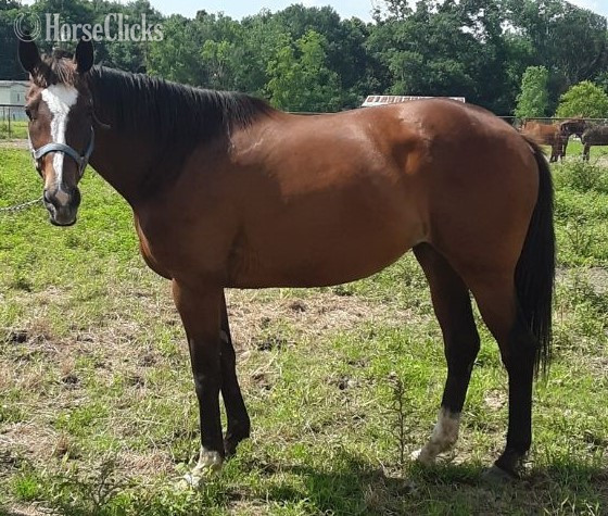 Louisiana "LITTLE BUTTERCUP" Bay Mare Thoroughbred