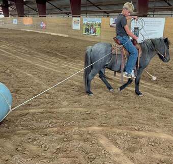 "Slade" Blue Roan Gelding Pony