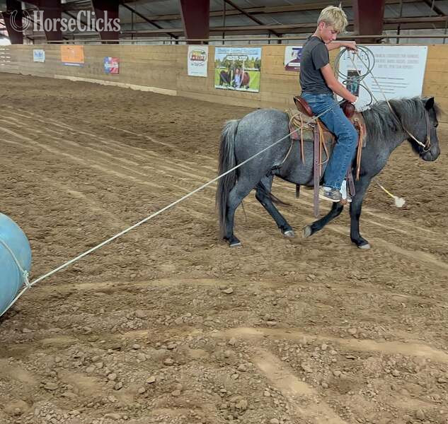 "Slade" Blue Roan Gelding Pony in Texas