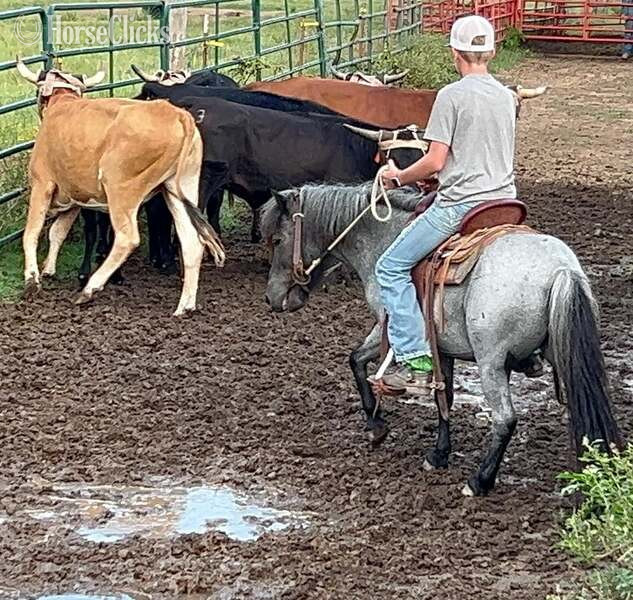"Slade" Blue Roan Gelding Pony