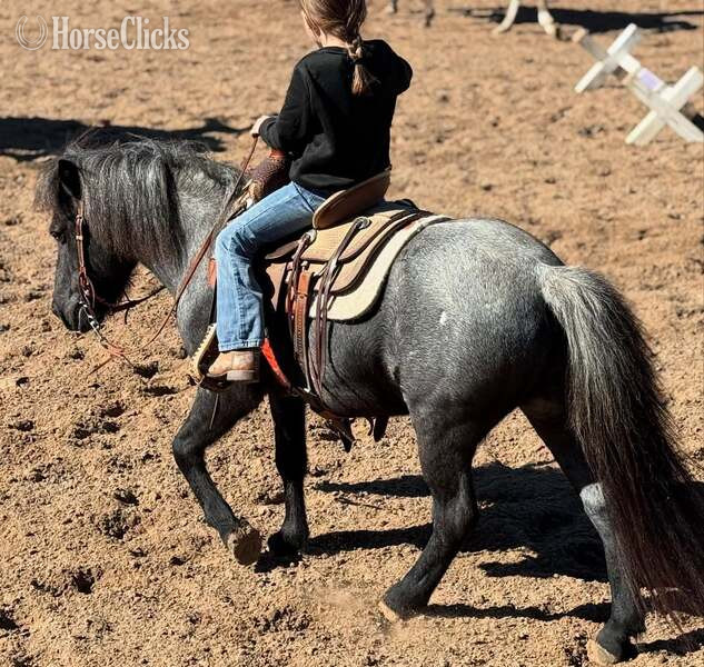 Texas "Slade" Blue Roan Gelding Pony