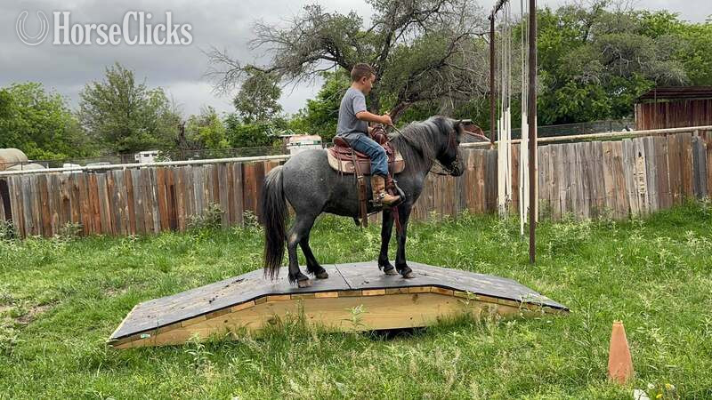 "Slade" Blue Roan Gelding Pony - Pony in Texas