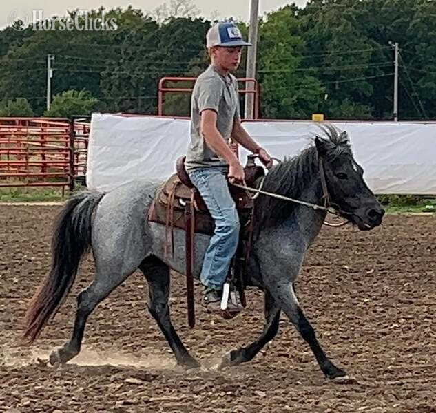 "Slade" Blue Roan Gelding Pony - Pony