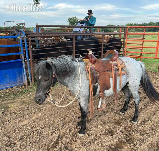 "Slade" Blue Roan Gelding Pony Texas