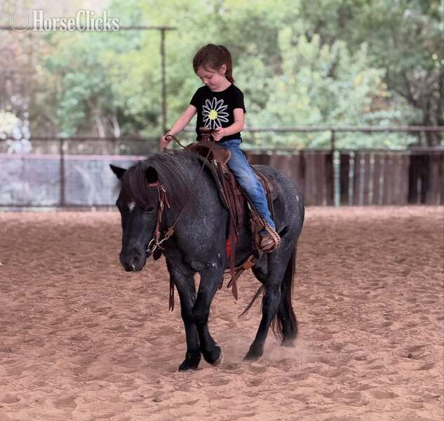 Pony - "Slade" Blue Roan Gelding Pony in Texas