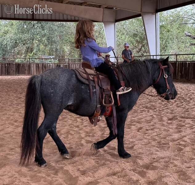 Pony - "Slade" Blue Roan Gelding Pony