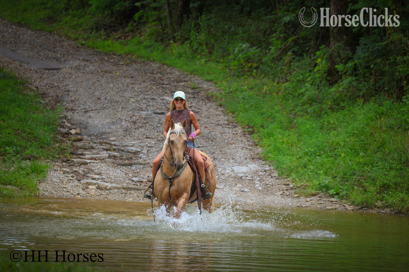 Quarter Horse - "ROYAL STYLISH" Palomino Gelding Quarter Horse in Kentucky