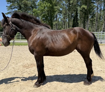 "Mare" Black Mare Draft