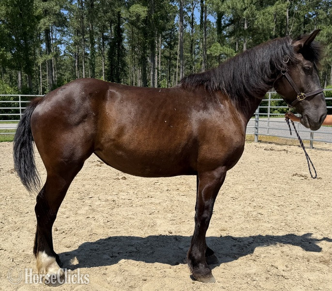 "Mare" Black Mare Draft