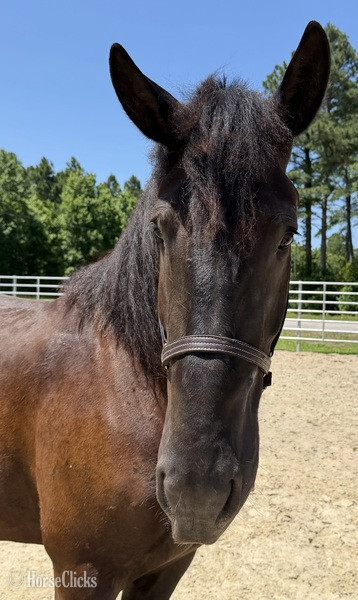North Carolina "Mare" Black Mare Draft