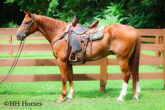 "WRANGLER" Sorrel Gelding Quarter Horse