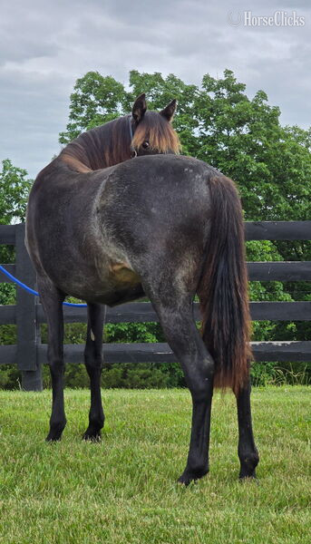 "GWF BlackBerry Smoke ?Flo?" Bay Roan Filly Rocky Mountain in Kentucky