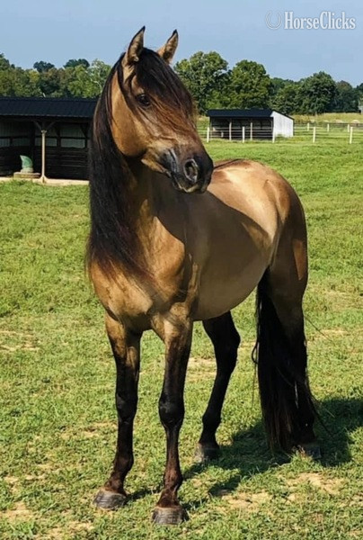 "GWF BlackBerry Smoke ?Flo?" Bay Roan Filly Rocky Mountain