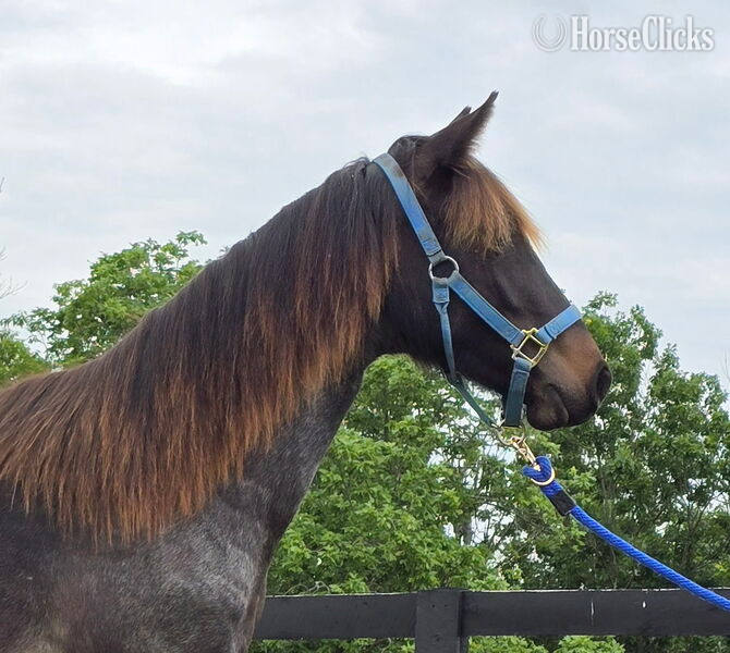 Kentucky "GWF BlackBerry Smoke ?Flo?" Bay Roan Filly Rocky Mountain