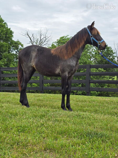 "GWF BlackBerry Smoke ?Flo?" Bay Roan Filly Rocky Mountain - Rocky Mountain in Kentucky