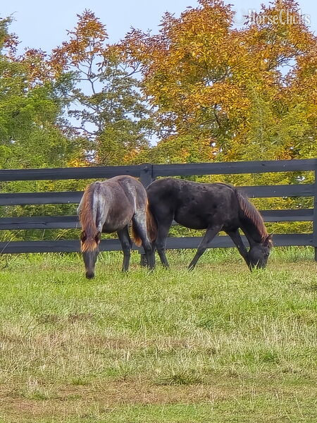 "GWF BlackBerry Smoke ?Flo?" Bay Roan Filly Rocky Mountain - Rocky Mountain